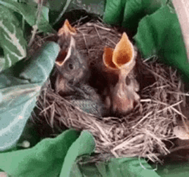 Bird Cute GIF - Bird Cute Nest GIFs
