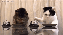 Race Waitress GIF - Race Waitress Cat GIFs