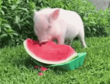 Cocomero Anguria Angurie Porcellino Maialino Mangiare Cibo Frutta Dieta Dimagrire GIF - Watermelon Pig Eating GIFs