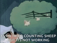 cant sleep sheep count count sheep