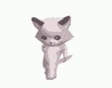 Zxc Cat GIF - Zxc Cat - Discover & Share GIFs