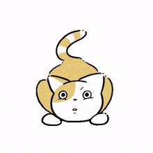 cat animal