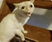 Vomit Cat GIF - Vomit Cat Vomiting GIFs