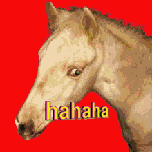 Horse Hahaha GIF - Horse Hahaha Laughing Horse GIFs