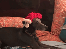 earmuffs greyhound dog