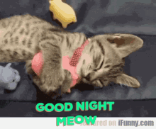 Good Night Meow GIF - Good Night Meow Sleeping GIFs