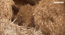 Straw Hay GIF - Straw Hay Stroh GIFs