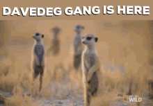 Davedeg Gang GIF - Davedeg Gang GIFs