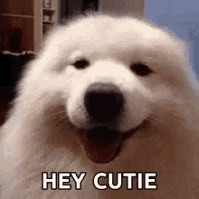 Puppy Cutie GIF - Puppy Cutie Wink GIFs