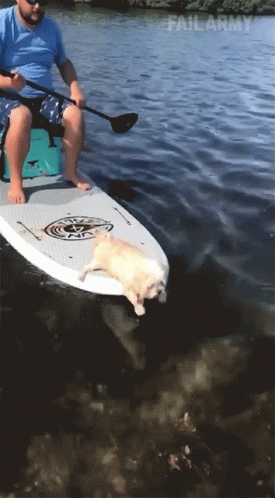 Paddling Dog GIF - Paddling Dog Sailing GIFs