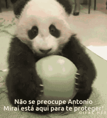 Mirai Panda GIF - Mirai Panda Fofo GIFs