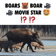 Boar Boars GIF - Boar Boars Boar Movie GIFs
