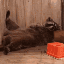 Racoon Rest GIF - Racoon Rest Lazy GIFs
