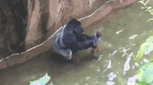 Harambe Drags Kid GIF - Harambe Zoo Scary GIFs