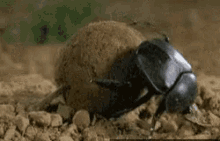 Dung Beetle Push GIF - Dung Beetle Push Bug GIFs