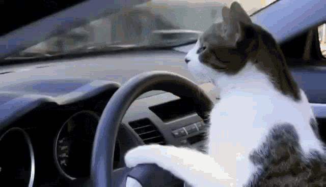 Cat Driving Car Awesome Cat Driving Car GIF - Cat Driving Car Awesome Cat Driving Car Corberries GIFs