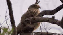 gasp owl