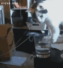 Bad Cat GIF - Bad Cat Tip Over GIFs