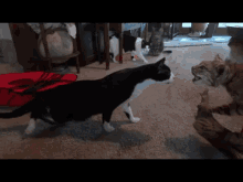 Scatter! GIF - Cat Bobcat Run GIFs