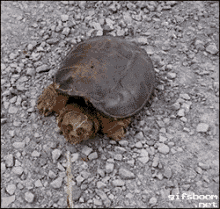 Snapping Turtle Attack GIF - Snapping Turtle Turtle GIFs