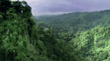 Forest Valley GIF - Forest Valley Greenery GIFs