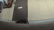 I'M Just So Excited Oh, Hi. GIF - Cat Silly Wiggle GIFs