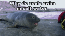 Seal Joke Salt Water GIF - Seal Joke Salt Water Pepper Water GIFs
