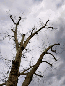 Arbol Tree GIF - Arbol Tree Leaves GIFs
