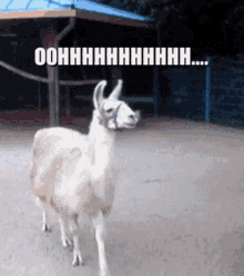 Oohhhhhhhh Llama GIF - Oohhhhhhhh Ohhhhhhh Oh GIFs