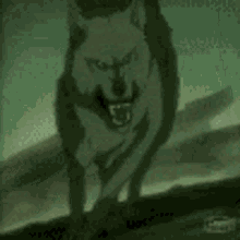 Alpha Wolfkillwolf GIF - Alpha Wolfkillwolf Wolves GIFs