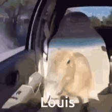 Louis Animal GIF - Louis Animal GIFs