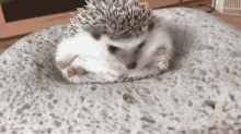 hedgehog getting up cant ge up bread mornings be like