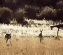 antelope jump bye