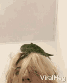Fixing Hair Let Me Fix Your Hair GIF - Fixing Hair Let Me Fix Your Hair Bird Hairdresser GIFs
