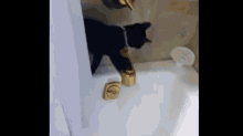 Cat Takes The Plunge GIF - Cat Water Bath GIFs