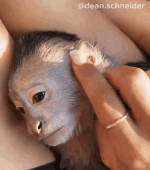 Petting A Monkey Dean Schneider GIF - Petting A Monkey Dean Schneider Dean Schneider Vlogs GIFs