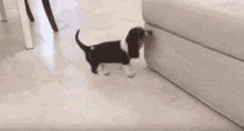 animals funny
