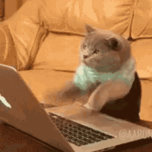 Lol Cat GIF - Lol Cat Typing GIFs
