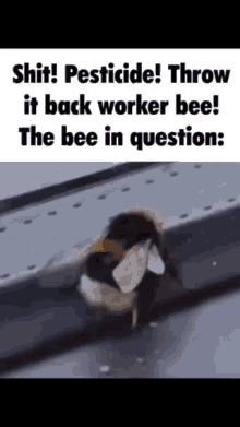 in question the bee in question