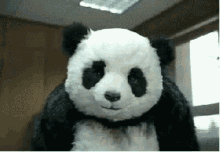 Panda Angry GIF - Panda Angry Rude GIFs