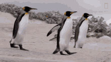 Walking Around National Geographic GIF - Walking Around National Geographic Penguins GIFs