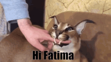 Floppa Fatima GIF - Floppa Fatima Hi GIFs