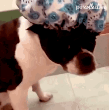 Shower The Pet Collective GIF - Shower The Pet Collective Shower Cap GIFs