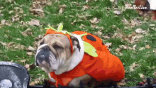 Dog The Pet Collective GIF - Dog The Pet Collective Costume GIFs