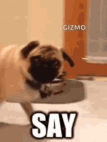 Pugs Gizmo GIF - Pugs Gizmo Angry GIFs