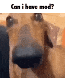 Can I Have Mod Dog GIF - Can I Have Mod Dog What The Dog Doin GIFs