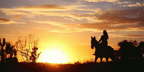 Sunset GIF - Horse Horses Equine GIFs