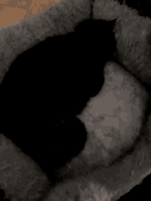 Sleepy Lazy GIF - Sleepy Lazy Black Cat GIFs