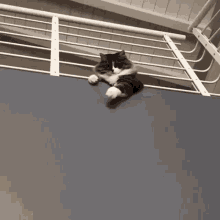 Cat Ball GIF - Cat Ball Catching GIFs