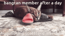 floppa bangtan scottcord big floppa tatara floppa bangtan scottcord big floppa tatara